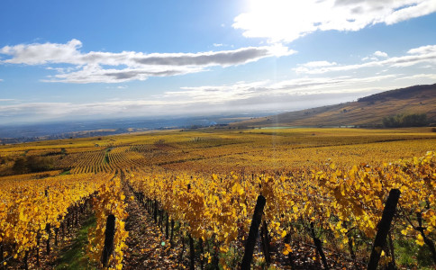 viticulteur à Riquewihr entre Colmar et Selestat
